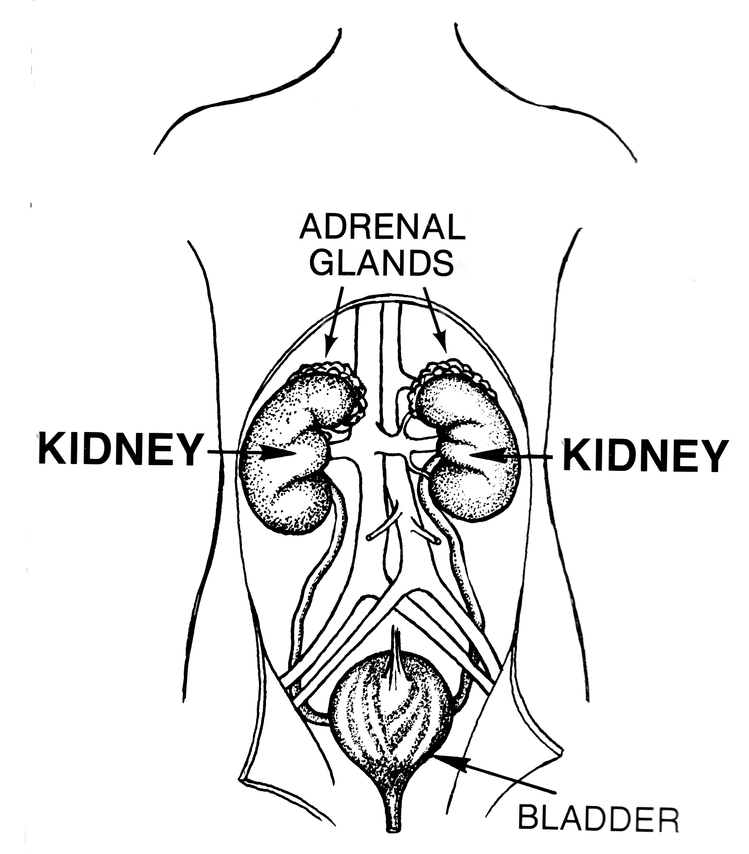 adrenal gland producing too much cortisol